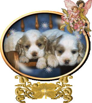 adorables ces petits chiots j'adore